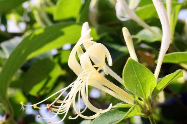 金銀花什么時候季節種植最好