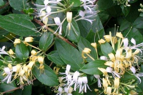 金銀花什么時候季節種植最好