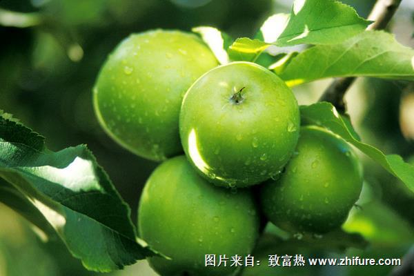 蘋果樹的葉子像什么