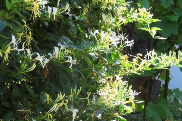 金銀花什么時候季節種植最好