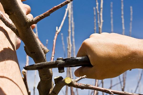 蘋果樹修剪技術