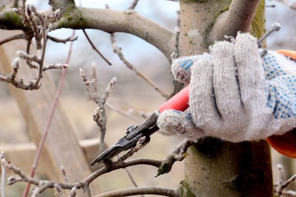 蘋果樹修剪技術