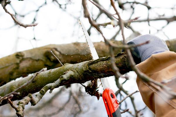蘋果樹修剪技術