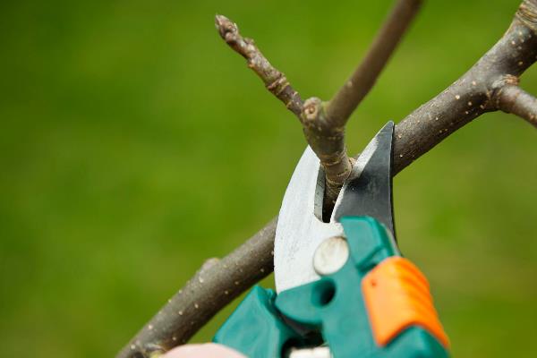 蘋果樹修剪技術