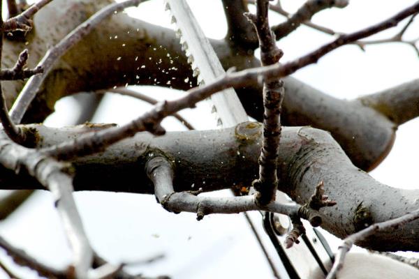 蘋果樹修剪技術