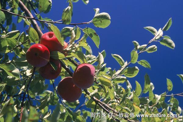 蘋果樹什么時候剪枝