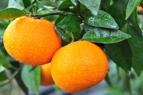 柑桔新品種介紹