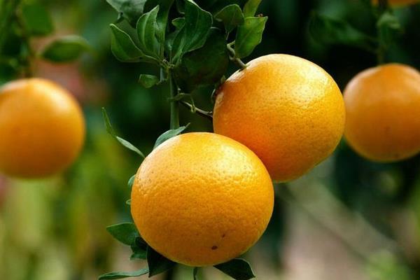 柑桔新品種介紹