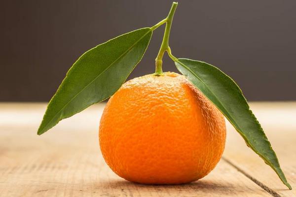 柑桔新品種介紹