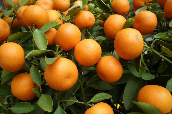 柑桔新品種介紹