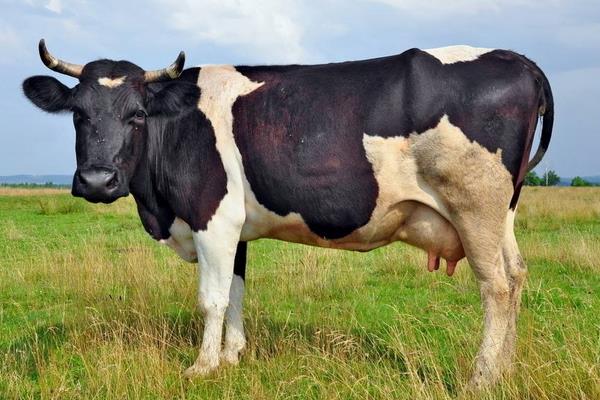 養(yǎng)奶牛的有國家補(bǔ)貼嗎？補(bǔ)貼政策都有哪些？