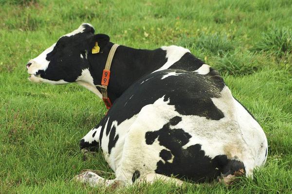 養(yǎng)奶牛的有國家補(bǔ)貼嗎？補(bǔ)貼政策都有哪些？