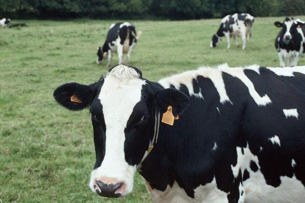 養(yǎng)奶牛的有國家補(bǔ)貼嗎？補(bǔ)貼政策都有哪些？