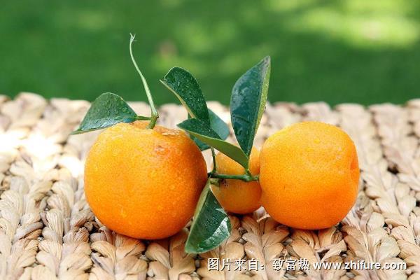 柑橘圖片大全