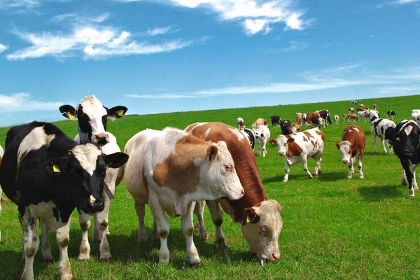 養(yǎng)奶牛的有國家補(bǔ)貼嗎？補(bǔ)貼政策都有哪些？