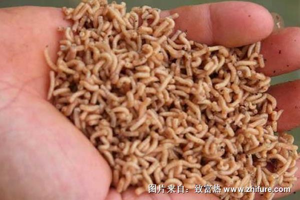 蠅蛆養(yǎng)殖成本