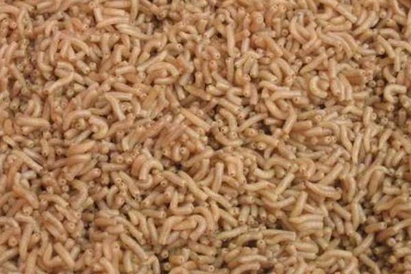 蠅蛆養(yǎng)殖成本