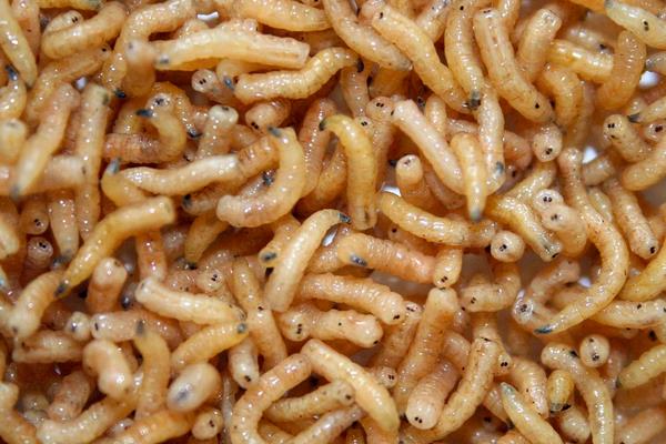 蠅蛆養(yǎng)殖成本