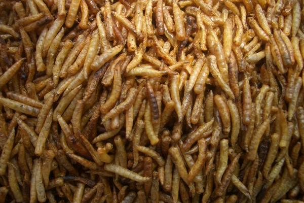 蠅蛆養(yǎng)殖成本