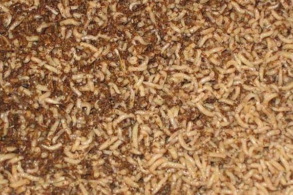 蠅蛆養(yǎng)殖成本