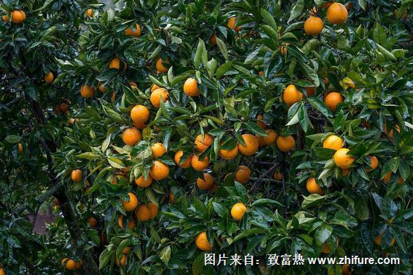 柑桔煤煙病防治方法