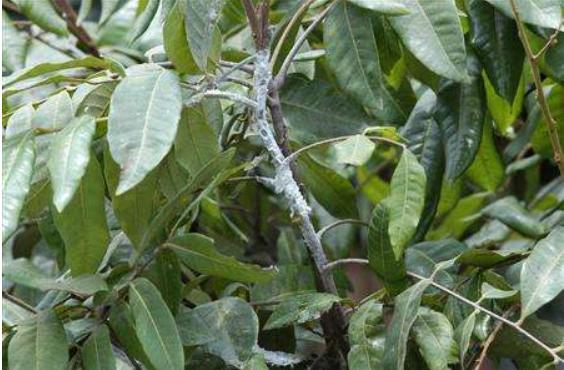 柑桔煤煙病防治方法