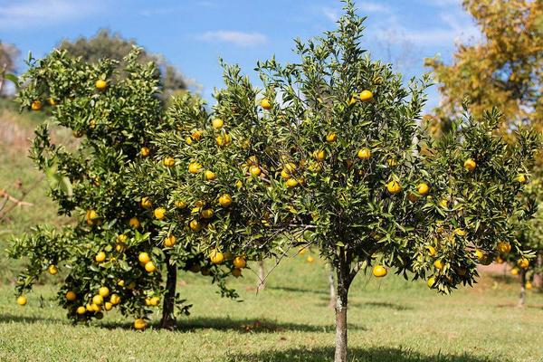 柑桔煤煙病防治方法