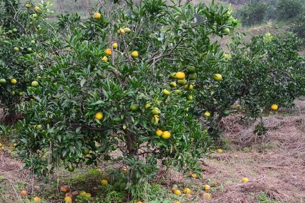 柑桔煤煙病防治方法