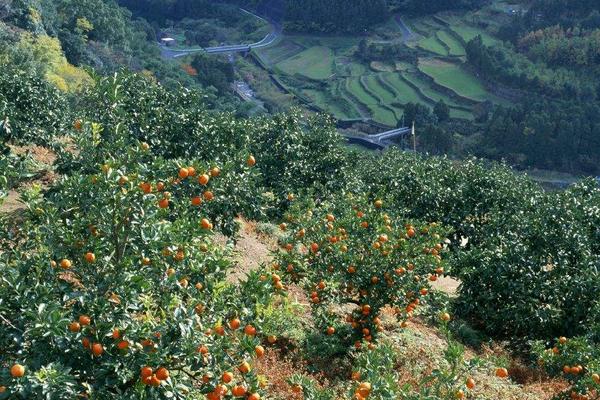 柑桔煤煙病防治方法