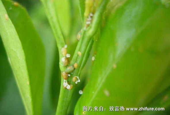 柑桔煤煙病防治方法