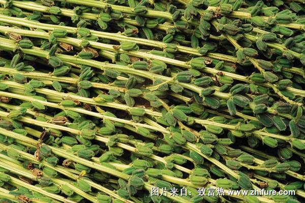 2018種芝麻賺錢嗎？芝麻種植的利潤與投資成本及前景預(yù)測(cè)