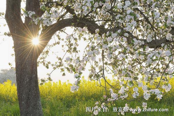 蘋果樹什么時候開花