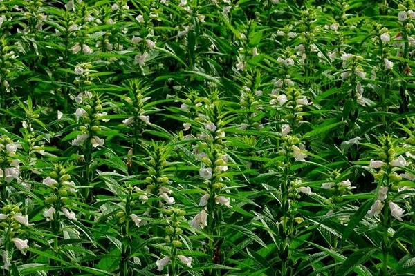 2018種芝麻賺錢嗎?芝麻種植的利潤(rùn)與投資成本及前景預(yù)測(cè)