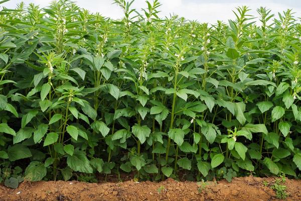 2018種芝麻賺錢嗎?芝麻種植的利潤(rùn)與投資成本及前景預(yù)測(cè)