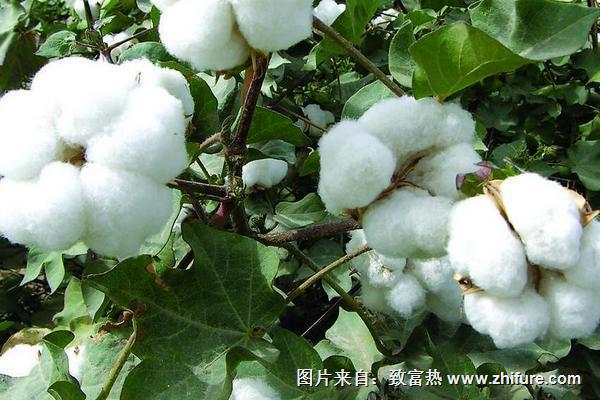 2018種棉花賺錢嗎?棉花種植的利潤與投資成本及前景預測