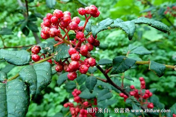 2018種花椒賺錢嗎?花椒種植的利潤與投資成本及前景預測