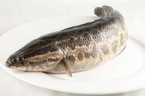 黑魚養殖的市場前景