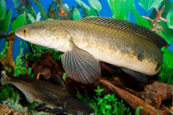 黑魚養殖的市場前景