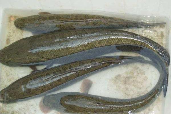 黑魚養殖的市場前景