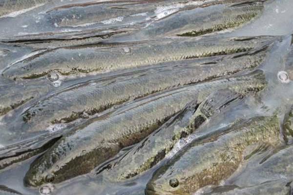 黑魚養殖的市場前景