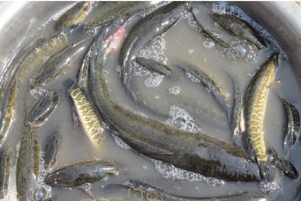 黑魚養殖的市場前景