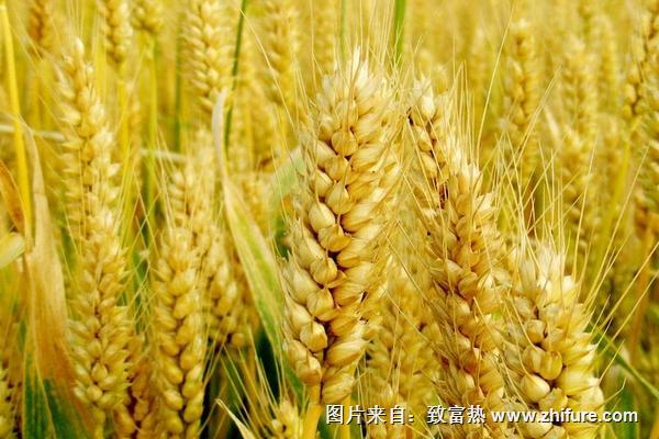 2018種小麥賺錢嗎？小麥種植的利潤與投資成本及前景預測