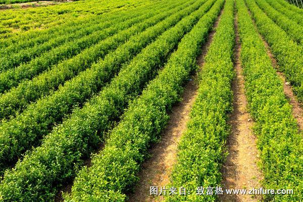 2018種茶樹賺錢嗎？茶樹種植的利潤與投資成本及前景預測