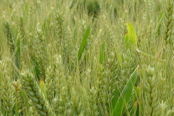 2018種小麥賺錢嗎？小麥種植的利潤(rùn)與投資成本及前景預(yù)測(cè)