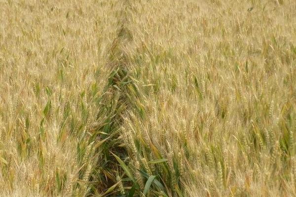 2018種小麥賺錢嗎？小麥種植的利潤(rùn)與投資成本及前景預(yù)測(cè)