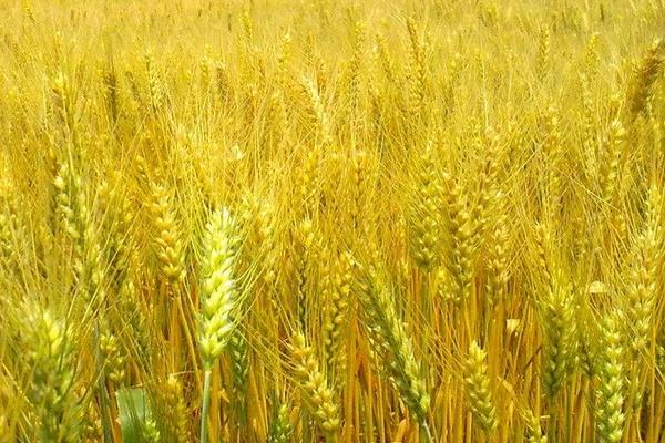 2018種小麥賺錢嗎？小麥種植的利潤(rùn)與投資成本及前景預(yù)測(cè)