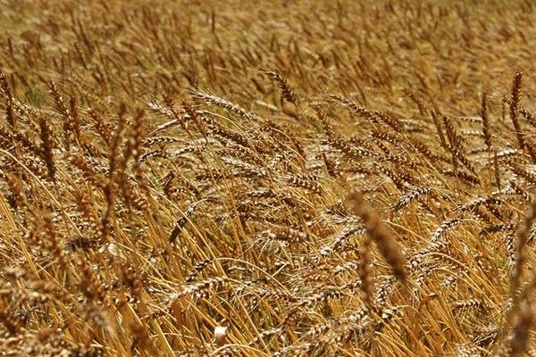 2018種小麥賺錢嗎？小麥種植的利潤(rùn)與投資成本及前景預(yù)測(cè)