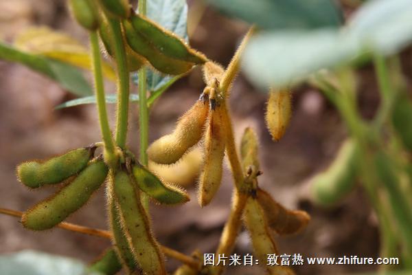 2018種大豆賺錢嗎?大豆種植的利潤(rùn)與投資成本及前景預(yù)測(cè)