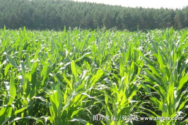 2018種玉米賺錢(qián)嗎？玉米種植的利潤(rùn)與投資成本及前景預(yù)測(cè)