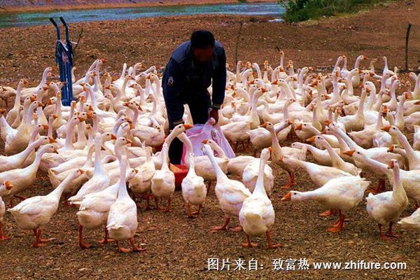 養鵝的成本與利潤